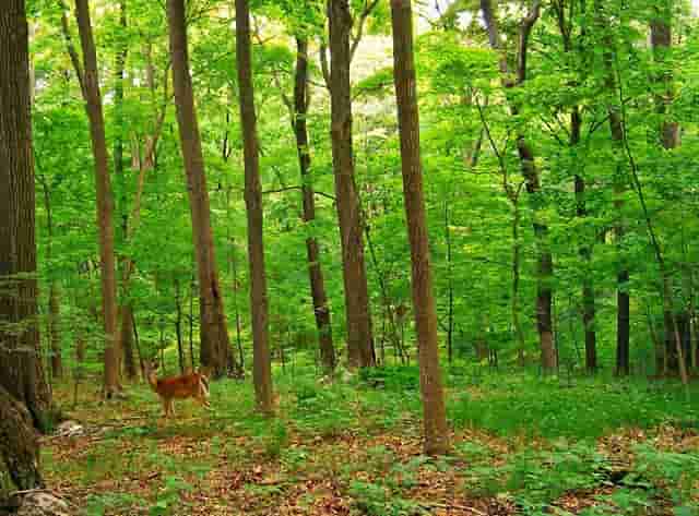 袖虎病猫攻略：猫咪得了角膜炎怎么办