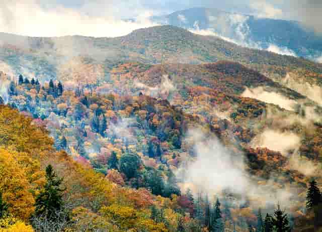 袖虎病猫攻略：猫猫上火那些事