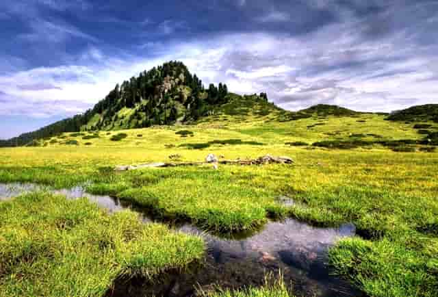 袖虎病猫攻略：猫咪突然不吃东西，很可能是这个原因