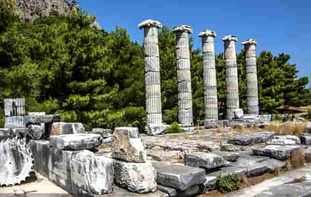 袖虎病猫攻略：用蚊香真的会死猫吗？