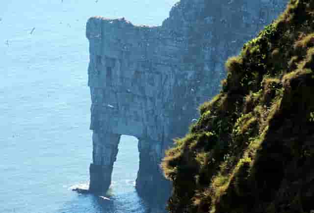 袖虎宠物教你预防黑心商人“卖猫”的诈骗套路！