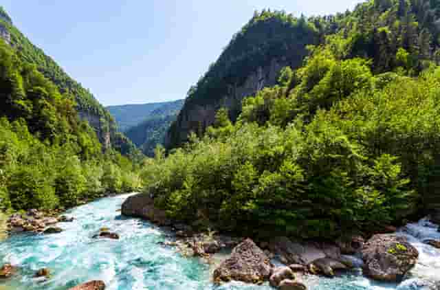 袖虎病狗攻略：不让碰爪爪？小心这是病